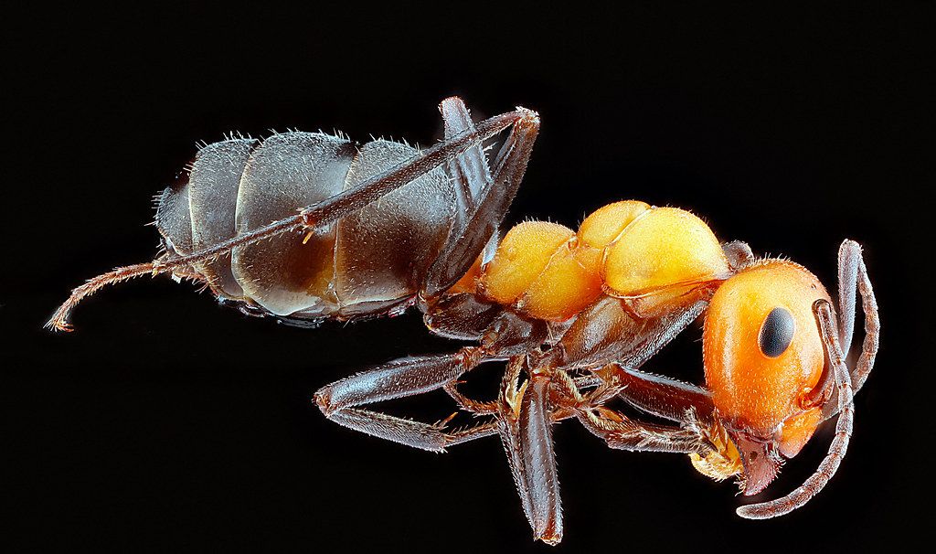 Ant Control service in Parma, OH