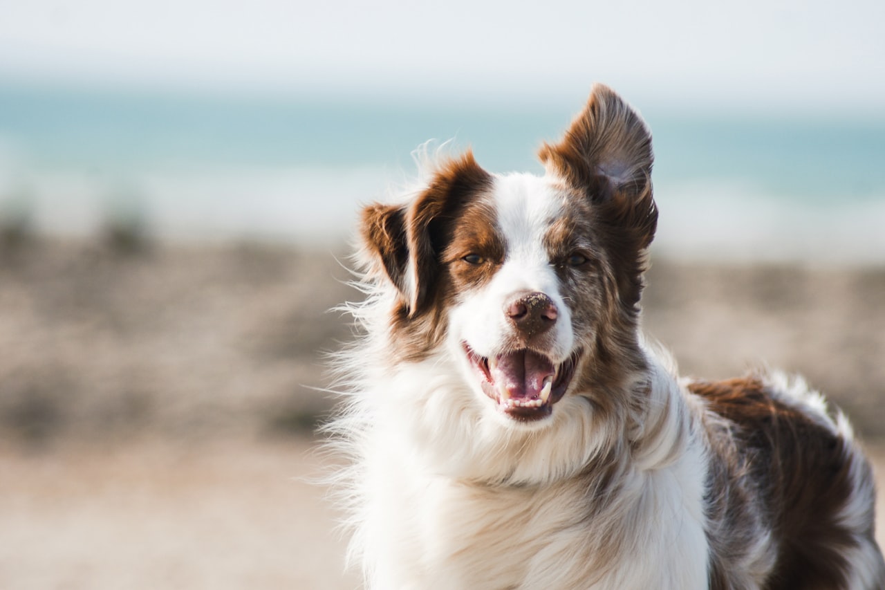 Flea & Tick Control service in Parma, OH