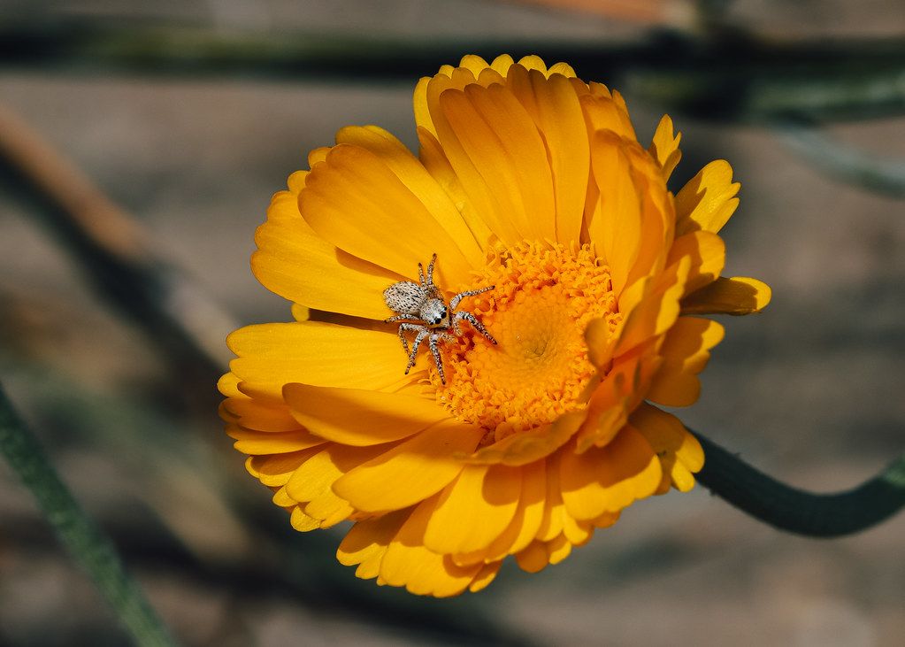 Spider Control service in Parma, OH